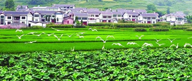 农村创业新利器 5大投资小、收益高的农业项目