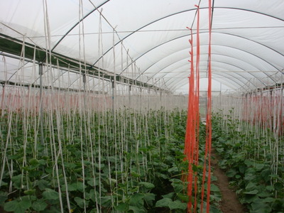 黑龙江肇源县投资3.5亿建温室大棚有机蔬菜基地 农业投资的价值与启示
